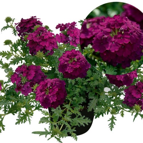 Verbena 'VEPITA Dark Magenta' - Aed-raudürt 'VEPITA Dark Magenta'